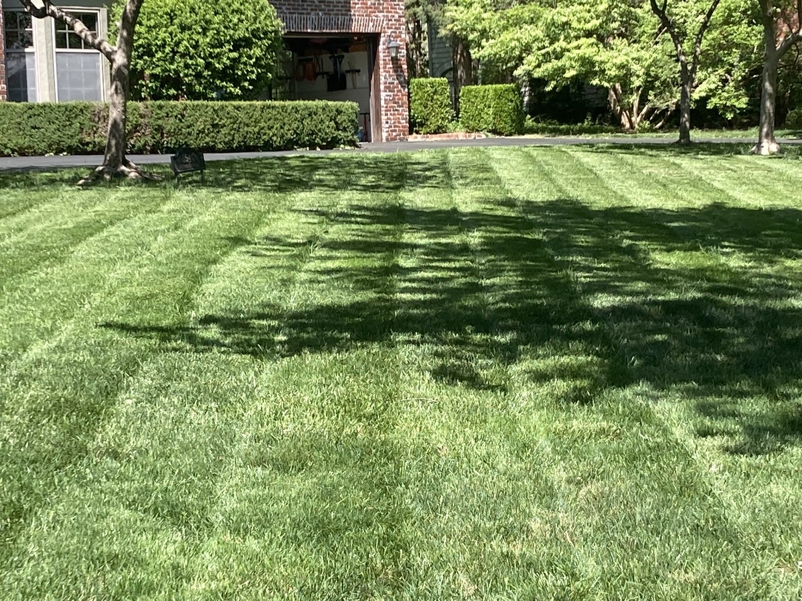 Shaded front lawn with crisp mowing stripes