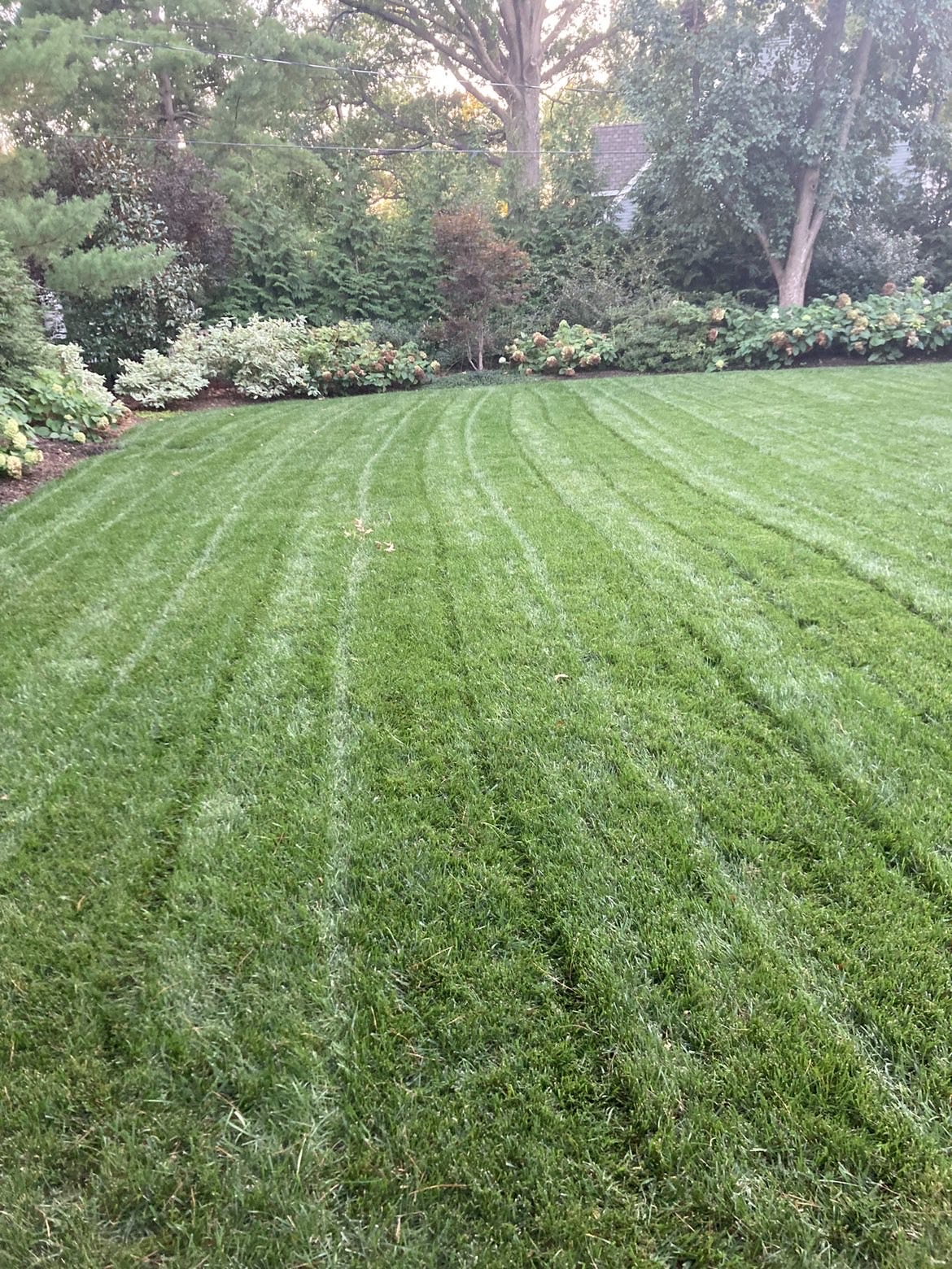 Freshly mowed striped backyard lawn maintained by Reintjes Lawn Care in Mission Hills, KS
